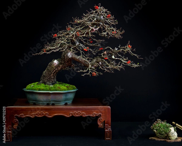 Obraz Bonsai 11