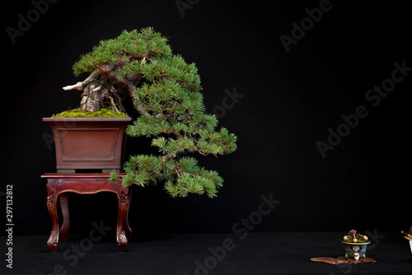 Fototapeta Bonsai 9