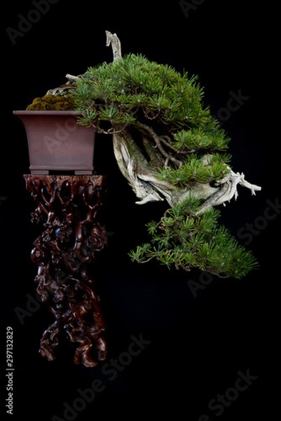 Fototapeta Bonsai 8