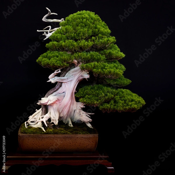 Fototapeta Bonsai  6