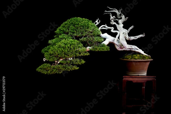 Obraz Bonsai  4