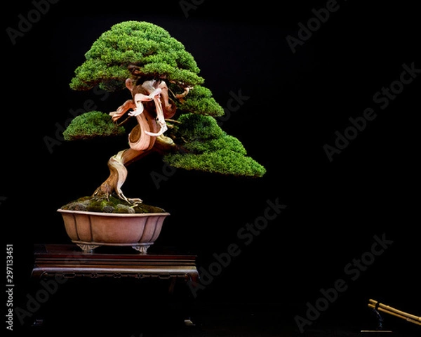 Fototapeta Bonsai  1
