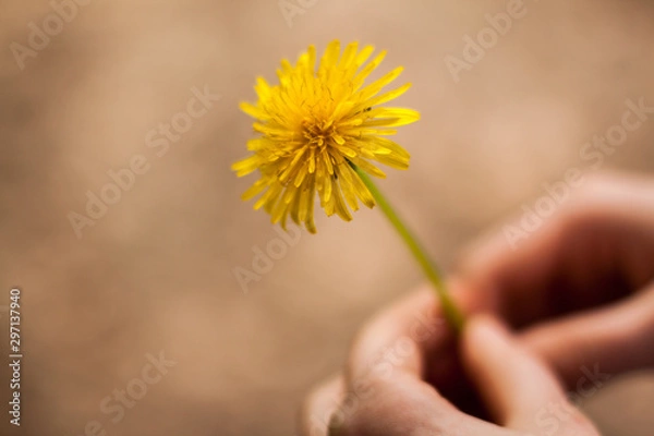 Obraz yellow flower in hand