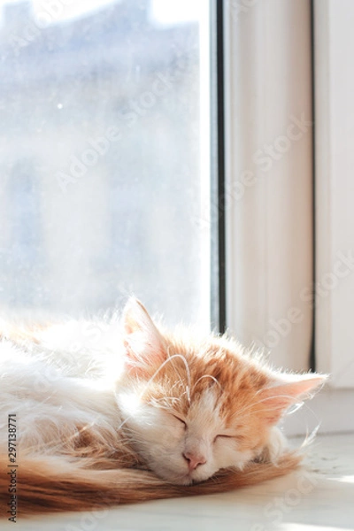 Obraz sleeping kitten