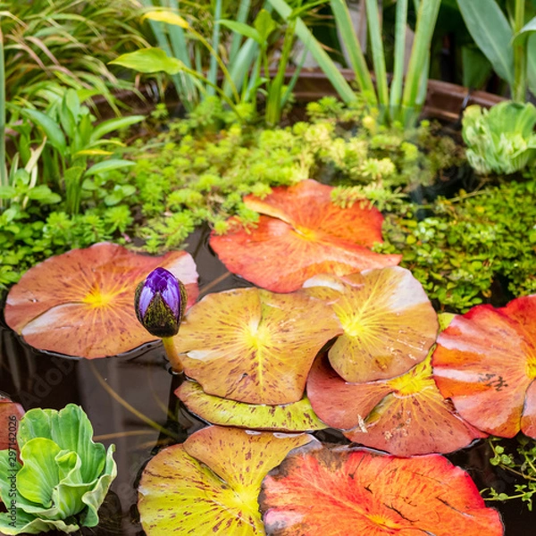 Fototapeta A Purple Nymphaea