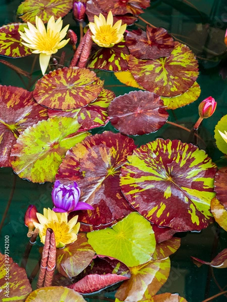 Fototapeta Nymphaea diversity