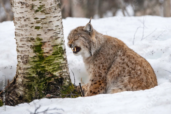 Fototapeta Close up of beautiful linx in winter