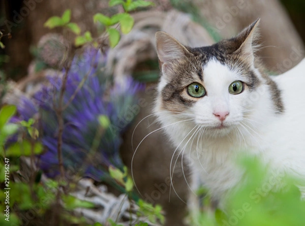 Fototapeta Garden Cat