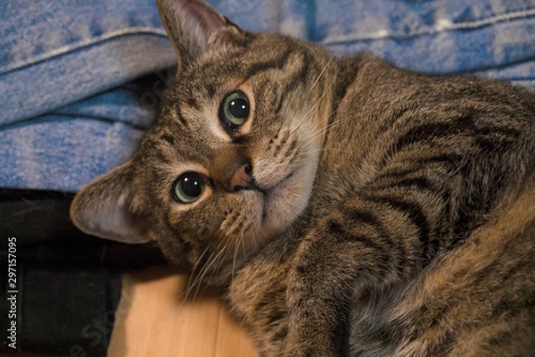 Obraz びっくりしたキジトラ猫