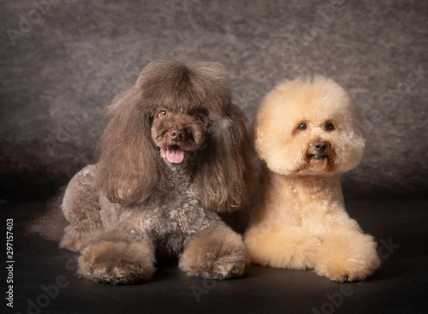 Obraz Pareja de caniches