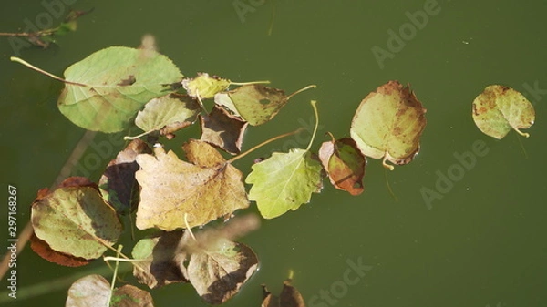 Obraz leaves on water