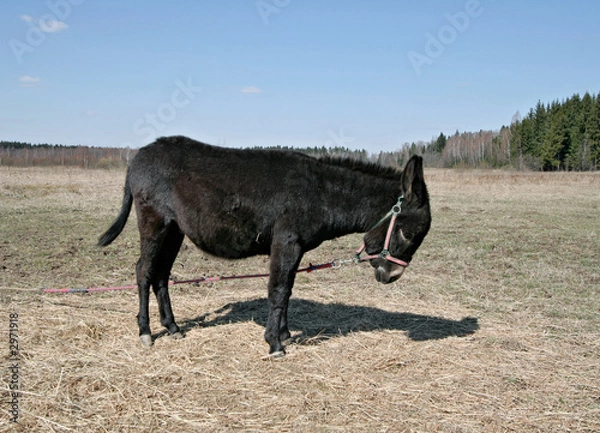 Fototapeta donkey