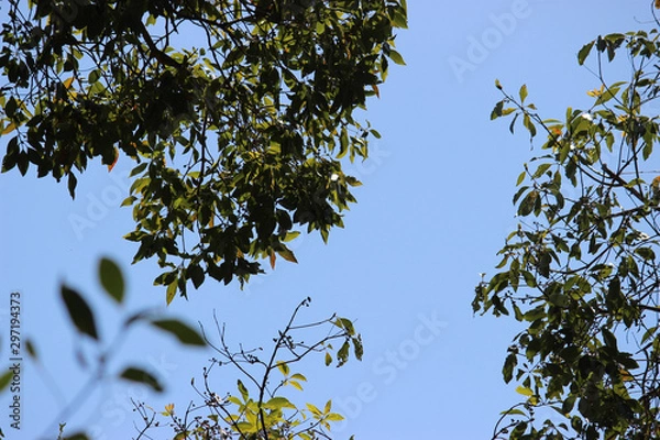 Obraz Foliage Breakthrough