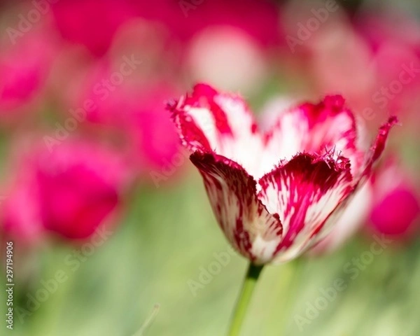 Fototapeta Standing Out