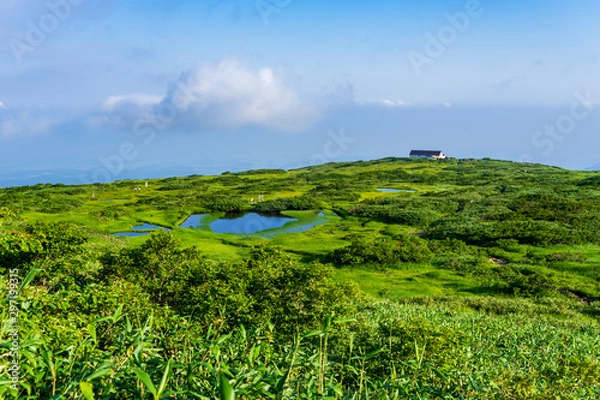 Obraz 【山形県】日本百名山　夏の月山　弥陀ヶ原湿原