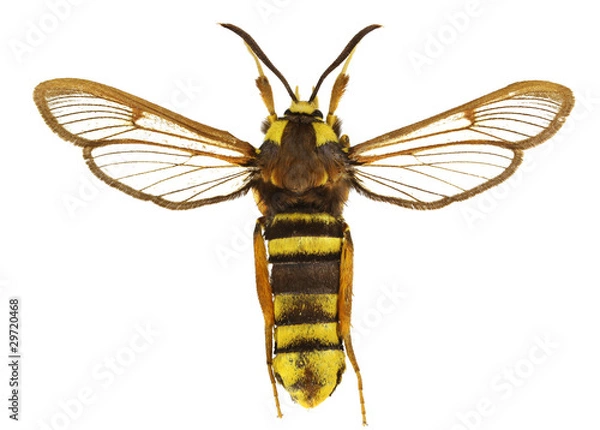 Obraz Sesia apoformis