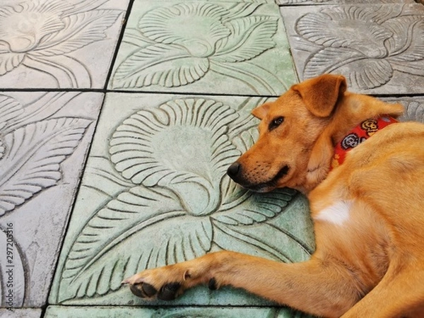 Obraz dog sleeping in bed