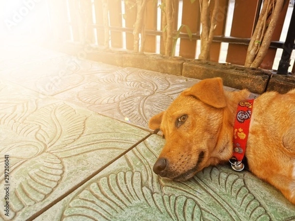 Obraz dog lying on floor