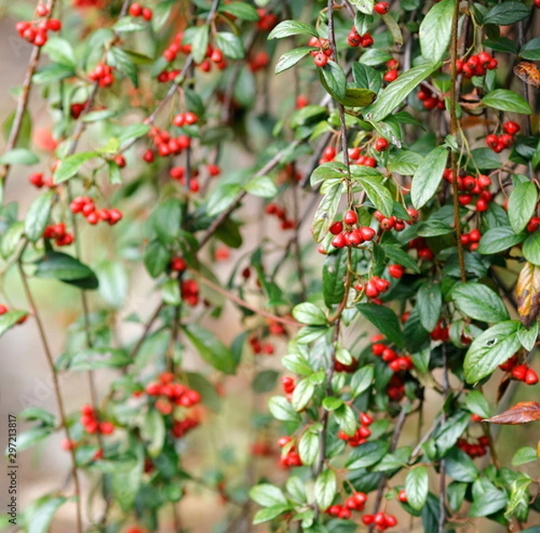 Obraz コトネアスター