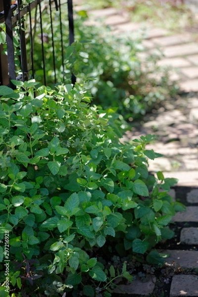 Fototapeta gardening