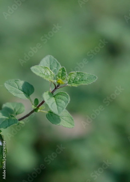 Fototapeta gardening