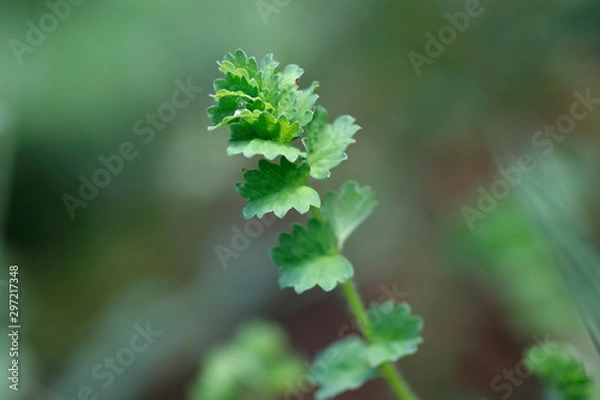 Fototapeta gardening