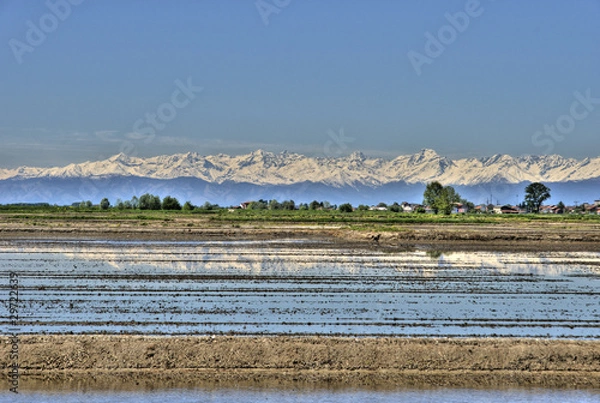 Fototapeta rice fields