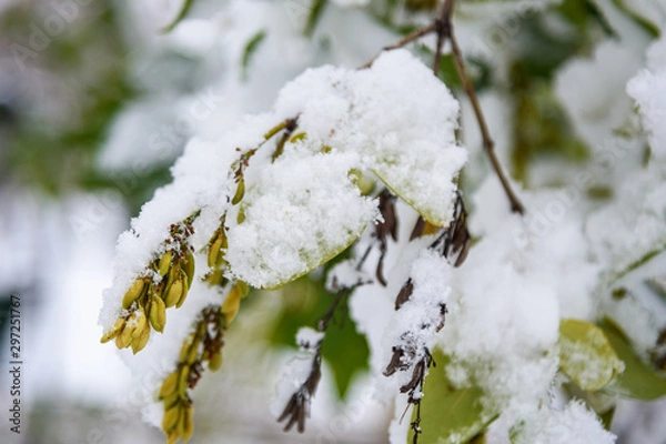 Obraz First snow on branch with leaves