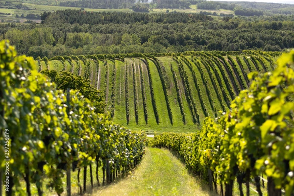 Fototapeta autums view wineyard