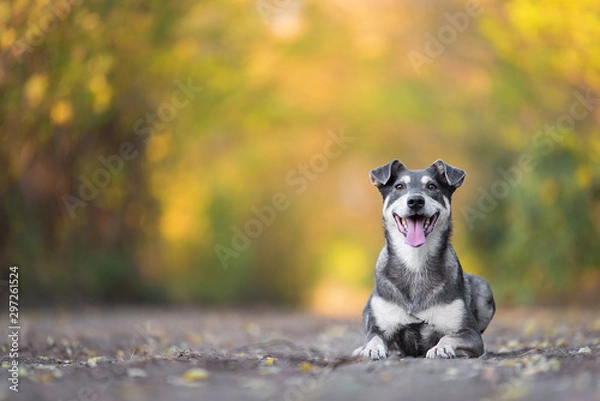 Obraz Adorable dog sitting on the road in the forest