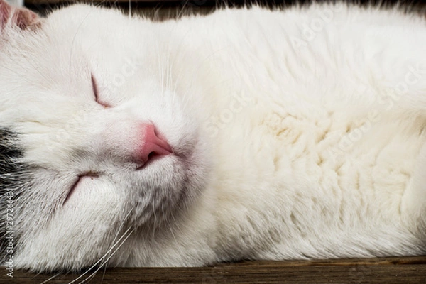 Obraz cat sleeping