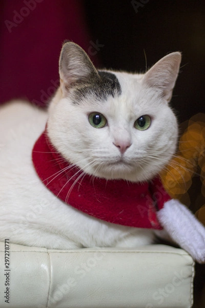 Obraz christmas cat santa hat