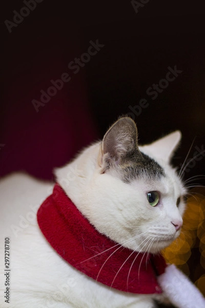Obraz christmas cat santa hat