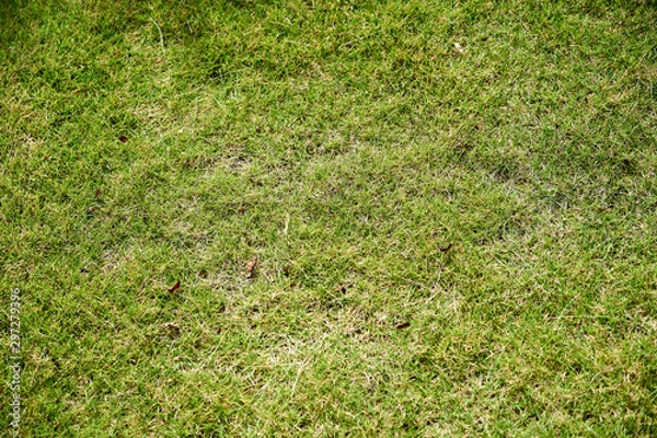 Obraz 芝生の地面