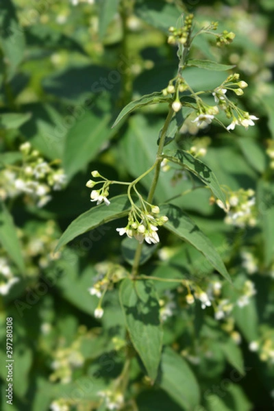 Fototapeta White swallow-wort