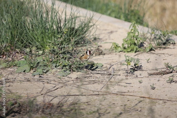 Fototapeta aves varias 