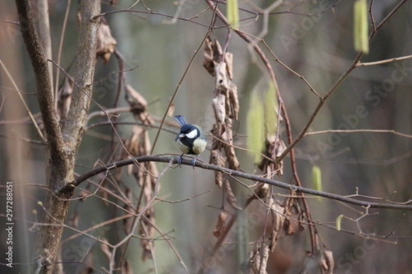 Fototapeta aves varias 