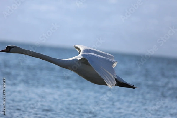 Fototapeta aves varias 