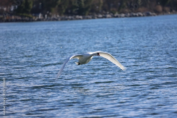 Fototapeta aves varias 