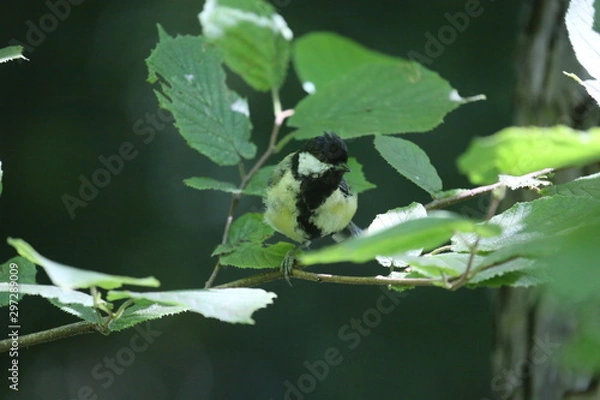 Fototapeta aves varias 