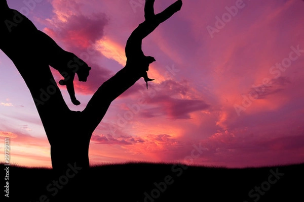 Obraz african leopard jumping down tree silhouette
