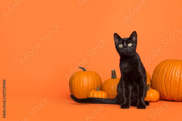 Fototapeta Pretty black cat between orange pumpkins on an orange background