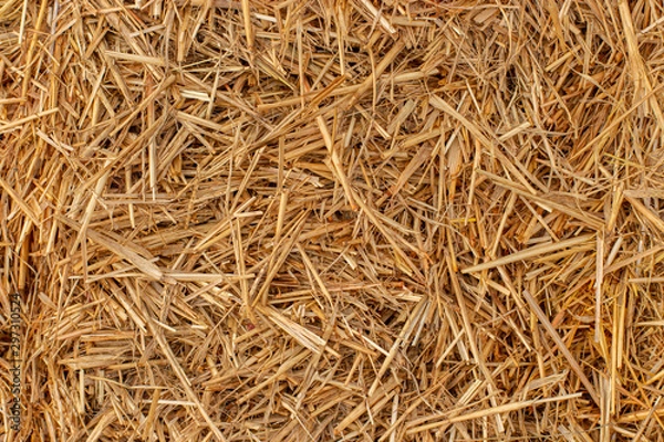 Obraz Yellow dry hay straw backdrop texture. Dry cereal plants, farm rural agricultural.