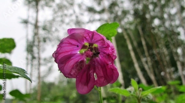 Fototapeta flower in the garden