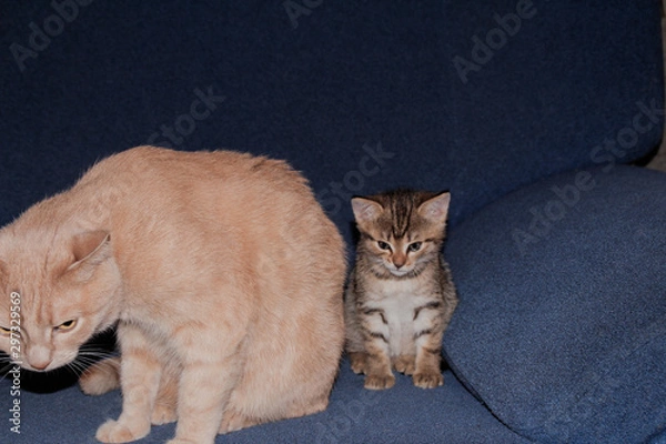 Fototapeta The angry kitten is dissatisfied with something