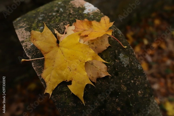 Obraz maple leaves on old stone wall