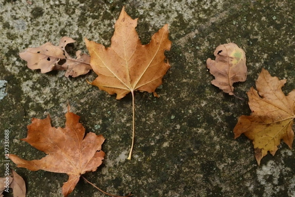 Obraz maple leaves on old stone wall