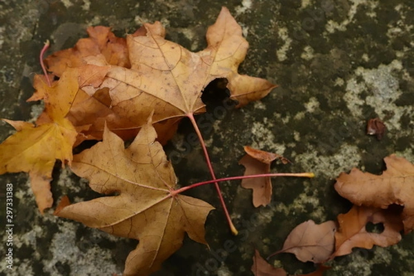 Obraz maple leaves on old stone wall