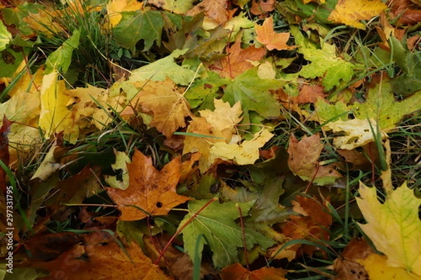 Obraz maple leaves on grass