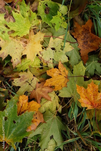 Obraz maple leaves on grass